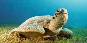 Tortuga marina