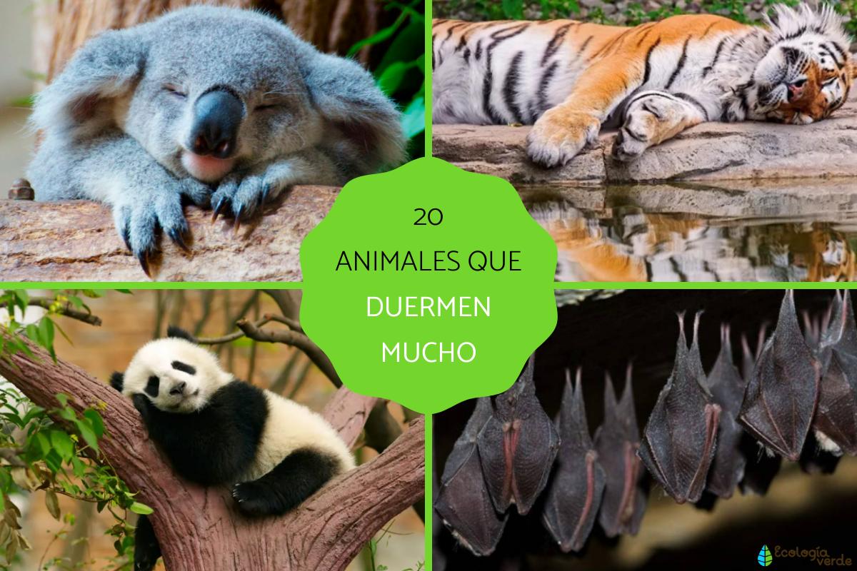 Animales que duermen mucho