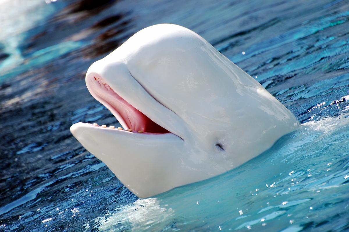 Ballena beluga