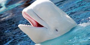Ballena beluga