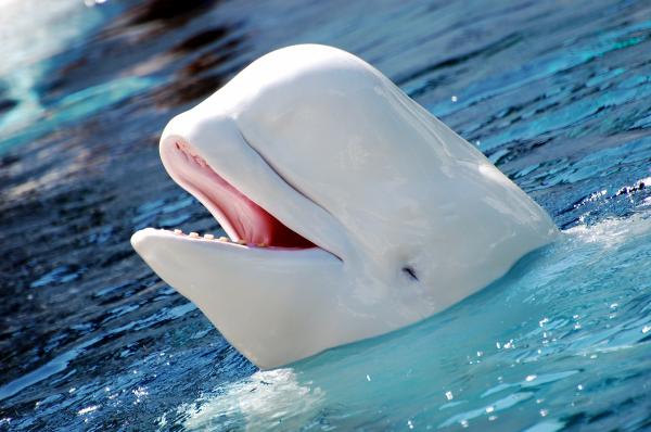 Ballena beluga