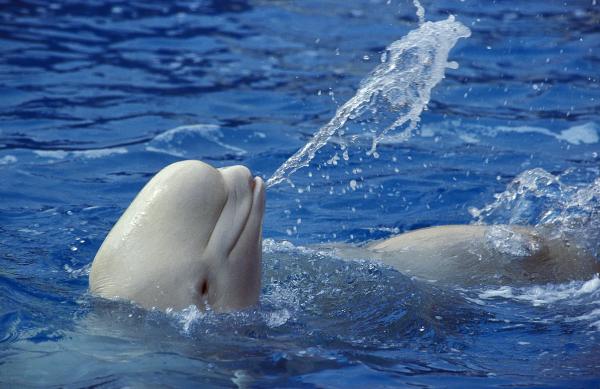 Ballena beluga - Curiosidades de la ballena beluga