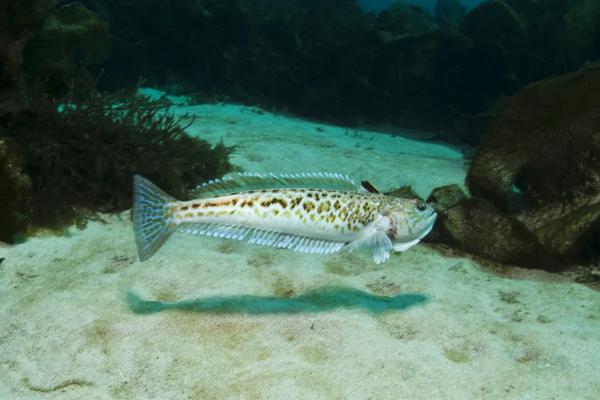 Pez araña o pez escorpión - Alimentación de Trachinus draco 