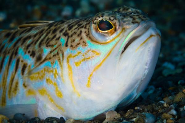Pez araña o pez escorpión - Características de Trachinus draco 