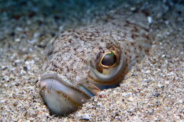 Pez araña o pez escorpión - Dónde se encuentra el pez araña