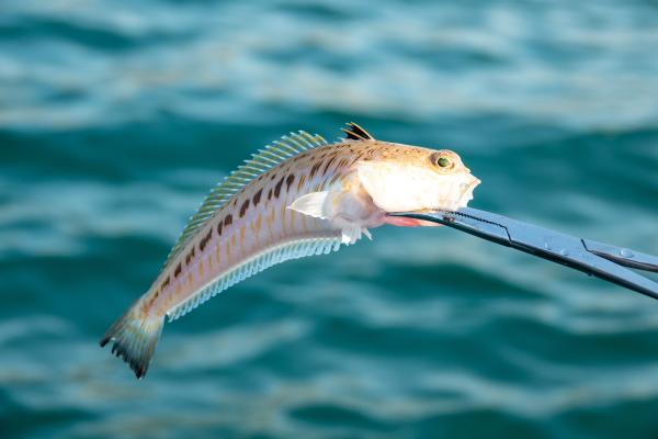 Pez araña o pez escorpión - Dónde tiene el veneno el pez araña