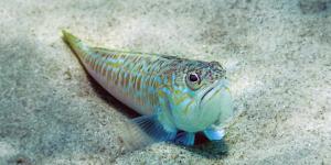 Pez araña o pez escorpión