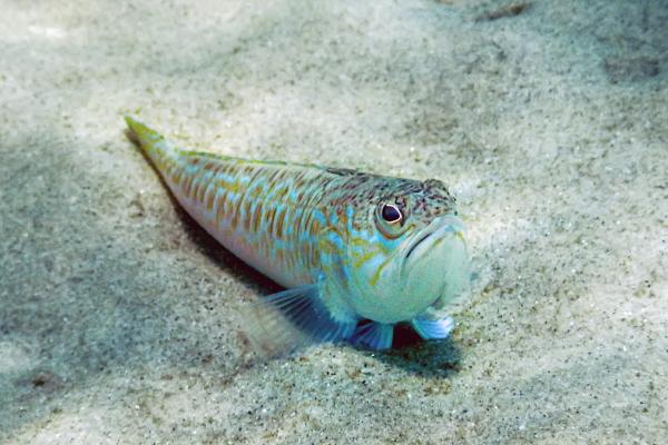 Pez araña o pez escorpión