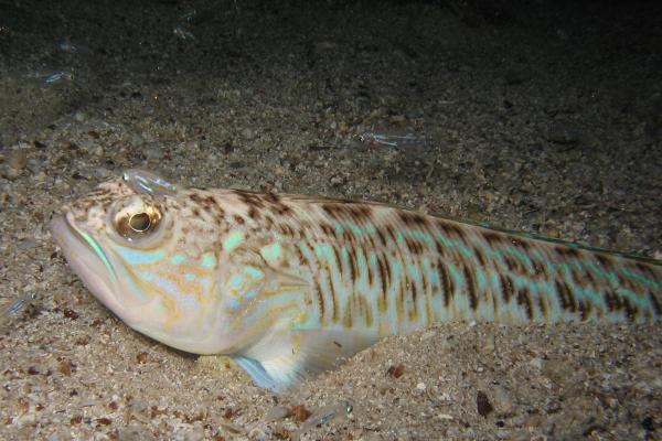 Pez araña o pez escorpión - Reproducción de Trachinus draco 