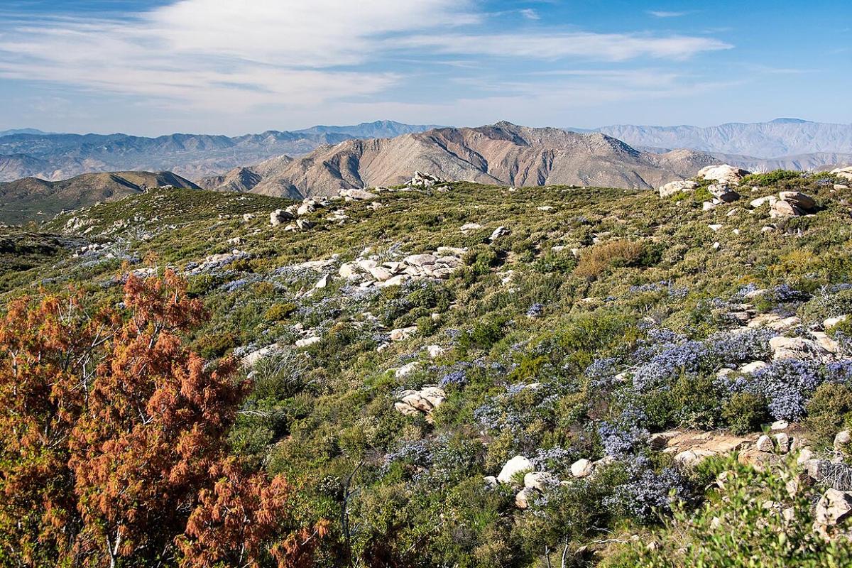Chaparral: características, clima, flora y fauna