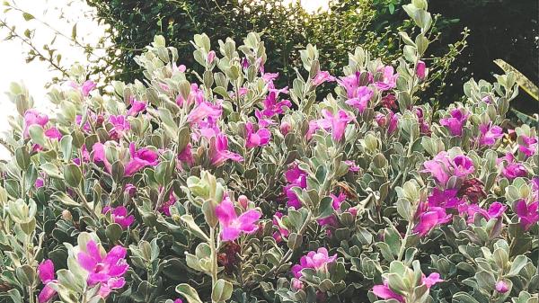 El arbusto que anticipa la lluvia: sus flores aparecen antes de que llegue el agua - Cómo cultivar el cenizo y conseguir que florezca