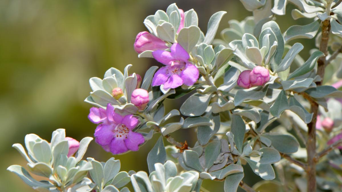 El arbusto que anticipa la lluvia: sus flores aparecen antes de que llegue el agua