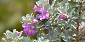 El arbusto que anticipa la lluvia: sus flores aparecen antes de que llegue el agua