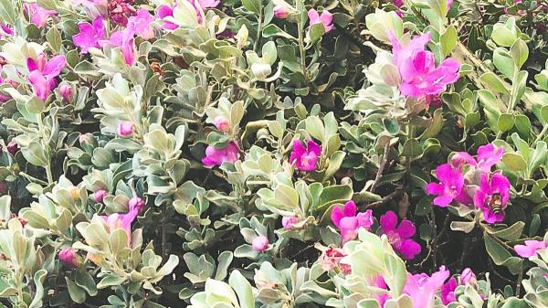 El arbusto que anticipa la lluvia: sus flores aparecen antes de que llegue el agua - El cenizo florece cuando se acerca la lluvia