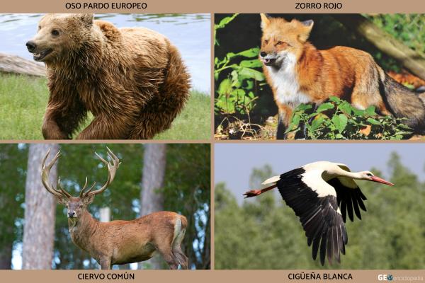 Clima continental: qué es, características, flora y fauna - Fauna del clima continental