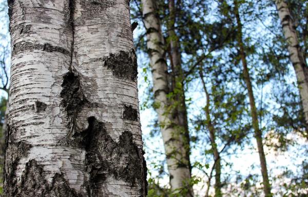 Clima continental: qué es, características, flora y fauna - Flora del clima continental