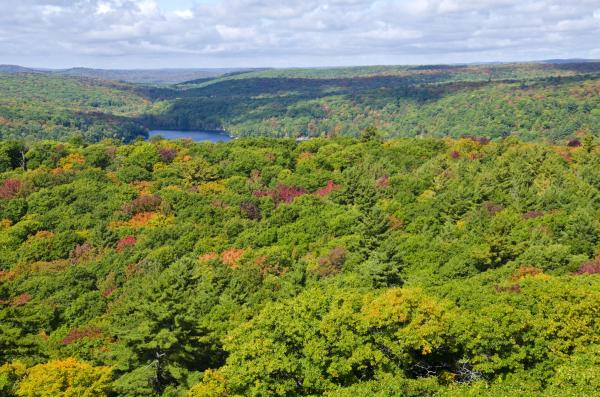 Clima continental: qué es, características, flora y fauna - Tipos de clima continental