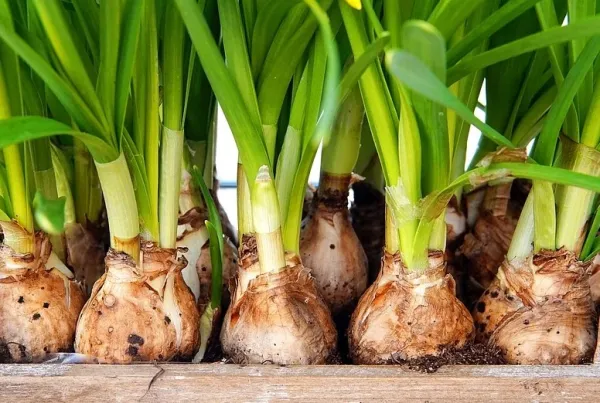 Tabla De Tipos De Bulbos De Plantas Que Comemos Plantas De Bulbos Que