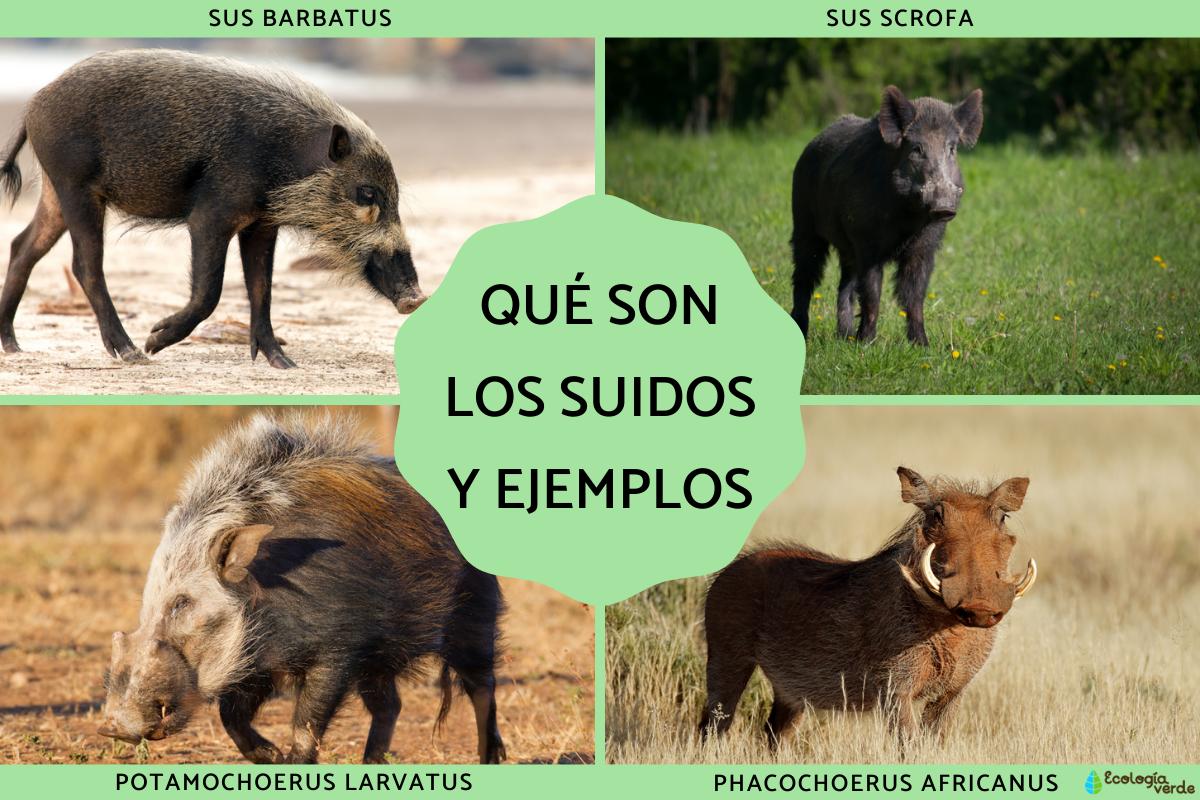 Qué son los suidos y ejemplos