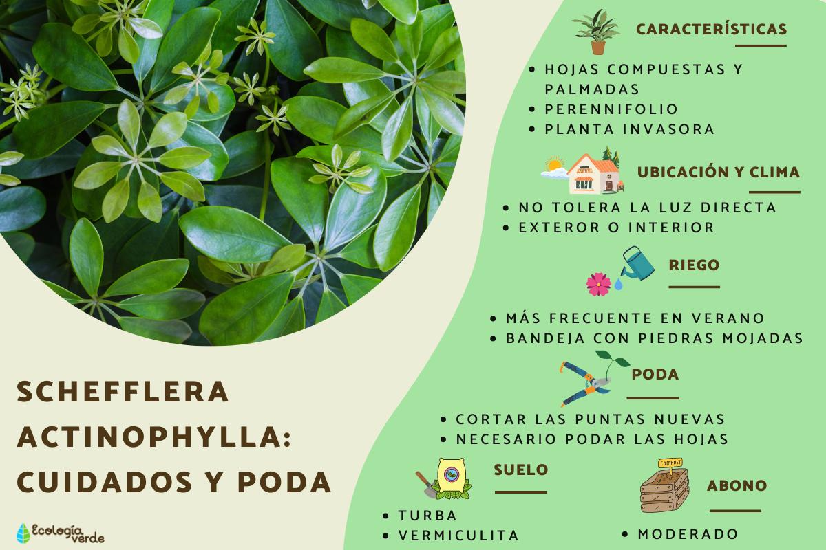 Schefflera actinophylla: cuidados, usos, poda y reproducción