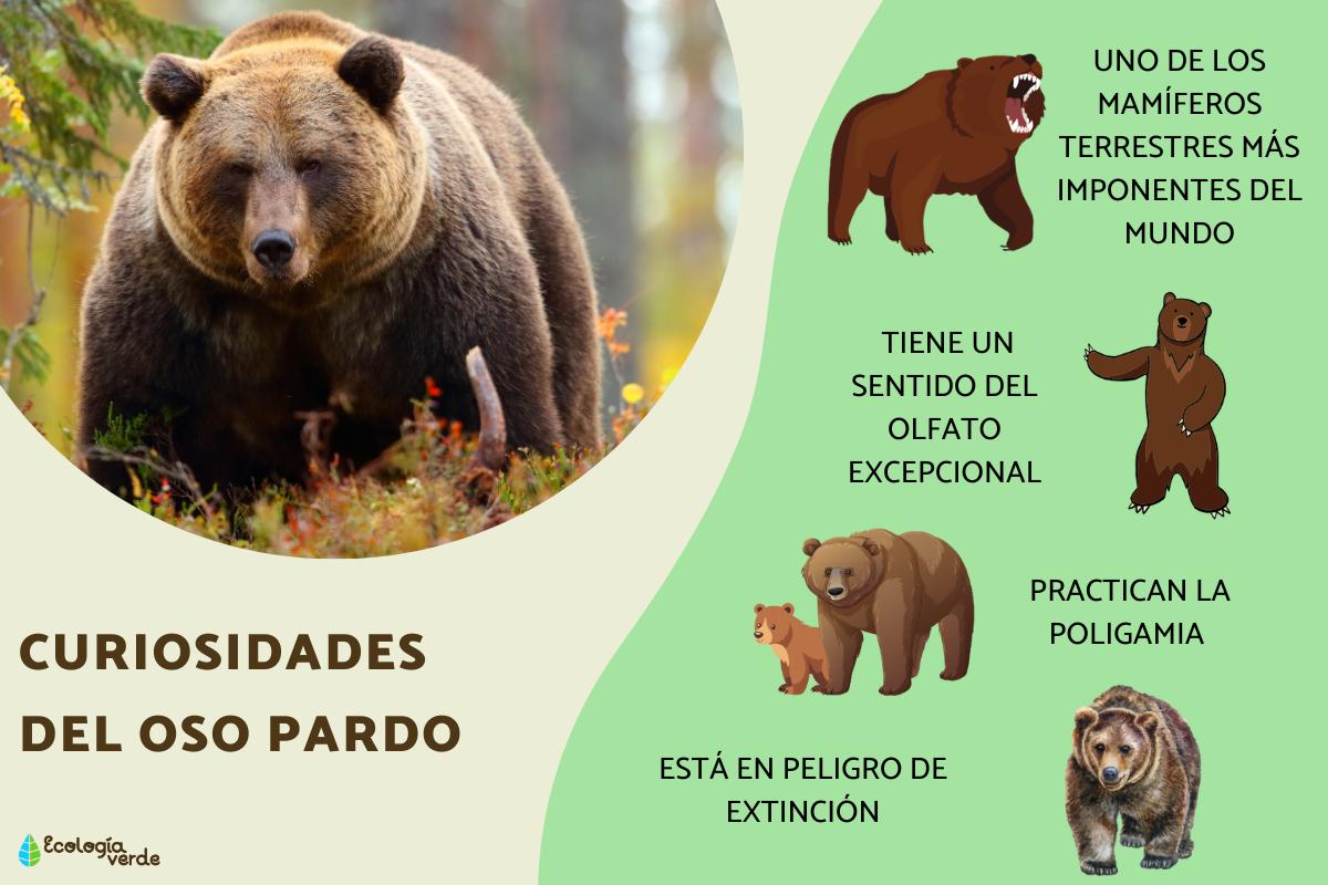 Curiosidades del oso pardo