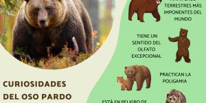 Curiosidades del oso pardo