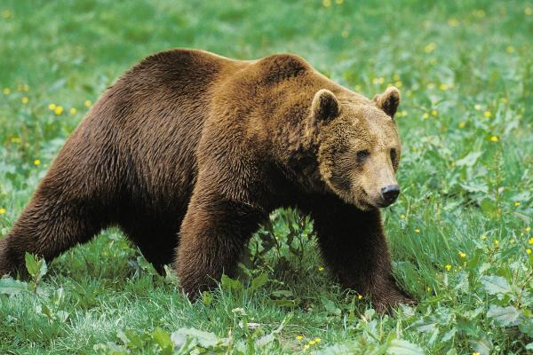 Curiosidades del oso pardo - El oso pardo está en peligro de extinción