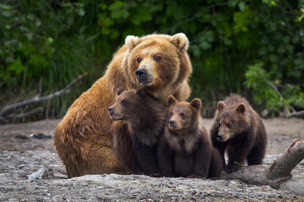 Curiosidades del oso pardo - La hembra es dedicada, mientras que los oseznos son vulnerables