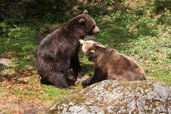 Curiosidades del oso pardo - Los osos pardos practican la poligamia