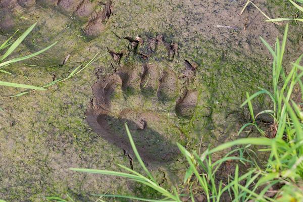Curiosidades del oso pardo - Los rastros que deja sirven para realizar visitas guiadas emocionantes pero controlados