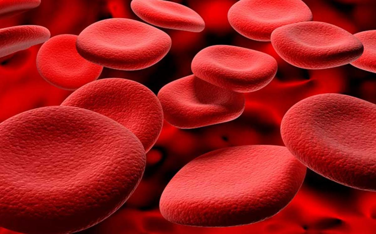 Nutrición celular: qué es y fases