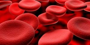 Nutrición celular: qué es y fases