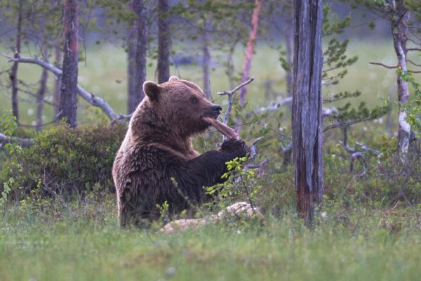 Curiosidades del oso pardo - Tiene una dieta engañosa