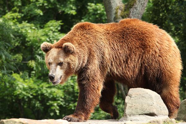 Curiosidades del oso pardo - Uno de los mamíferos terrestres más imponentes del mundo