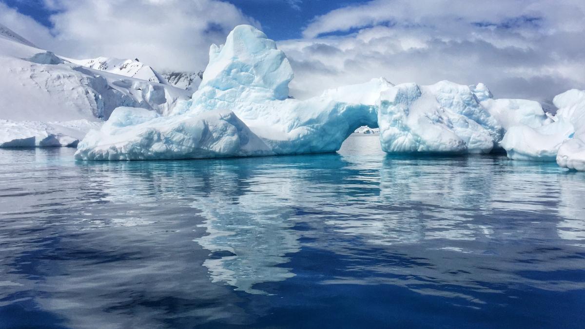 Hallazgo sin precedentes en la Antártida: descubren animales marinos nunca vistos por la ciencia
