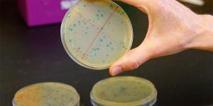 Las bacterias, buenas aliadas de la ecología