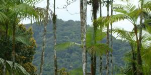 Bosques tropicales: características, flora y fauna