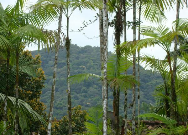 Bosques tropicales: características, flora y fauna