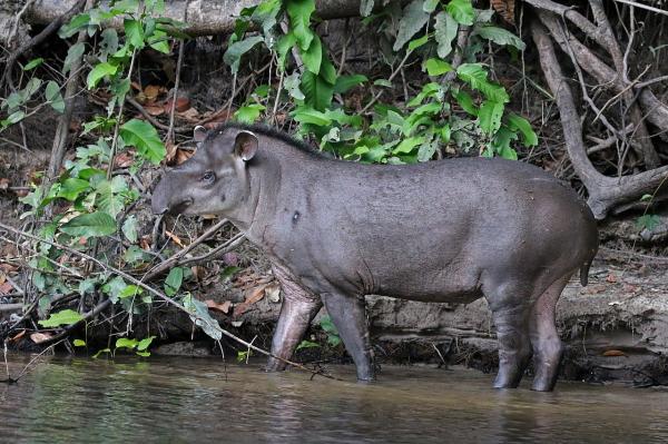 Bosques tropicales: características, flora y fauna - Fauna del bosque tropical