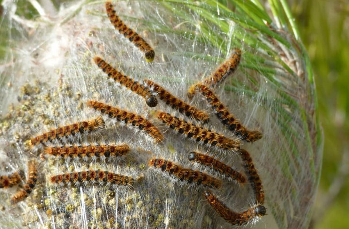Remedios caseros para la procesionaria del pino