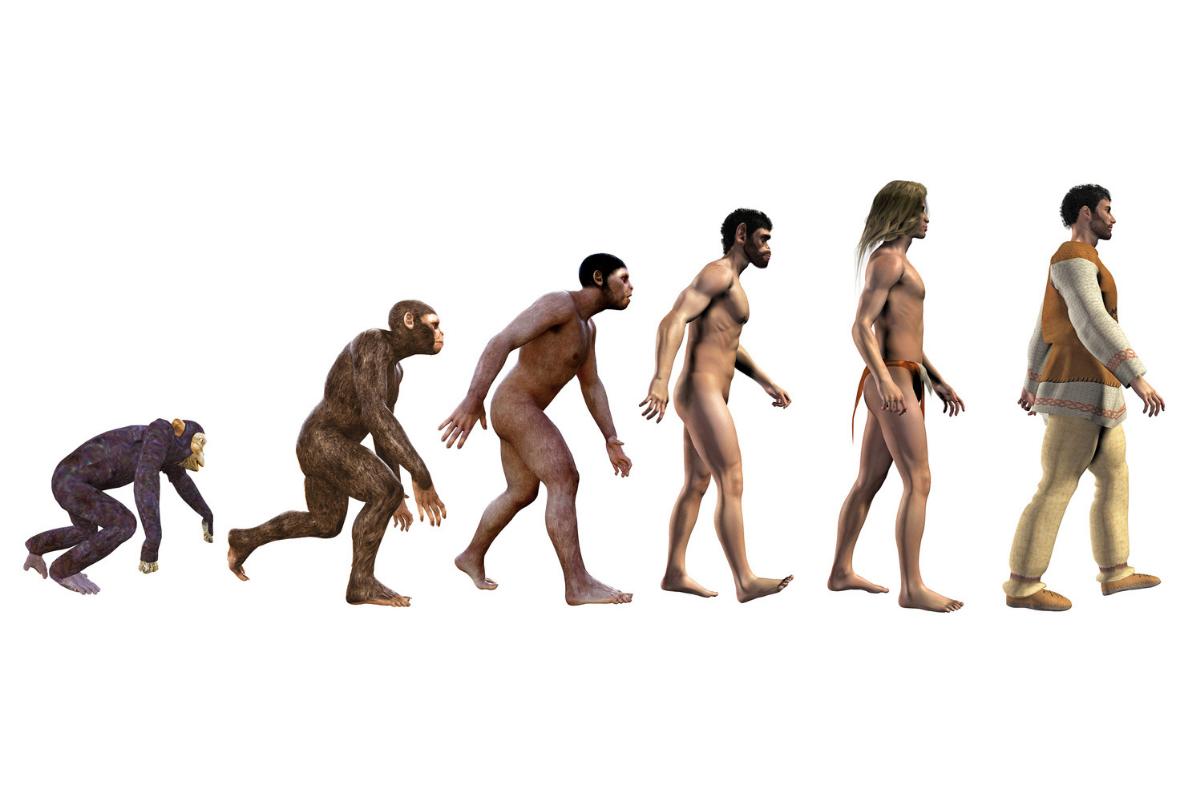 Homínidos: qué son, características y evolución