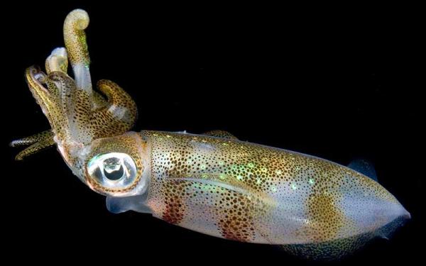 Calamar - Reproducción del calamar