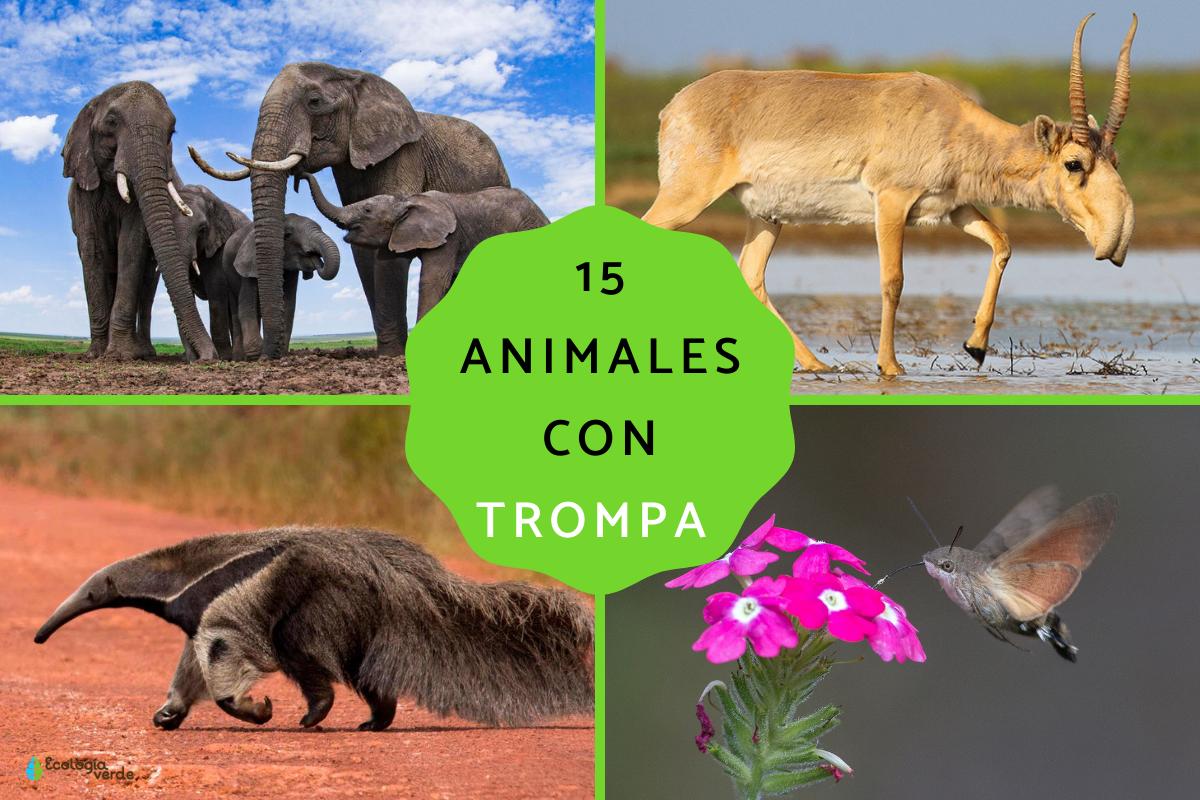 Animales con trompa