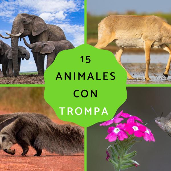 15 animales con trompa - Nombres y FOTOS 15 animales con trompa - Nombres y FOTOS