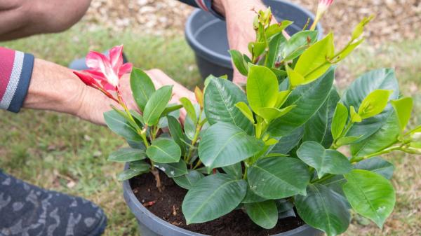 Ni buganvillas ni jazmines: la planta trepadora que llena de flores balcones y terrazas todo el verano sin apenas cuidados - Cuidados básicos de la dipladenia para que crezca sana y tenga muchas flores