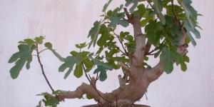 Cuidados del bonsai higuera