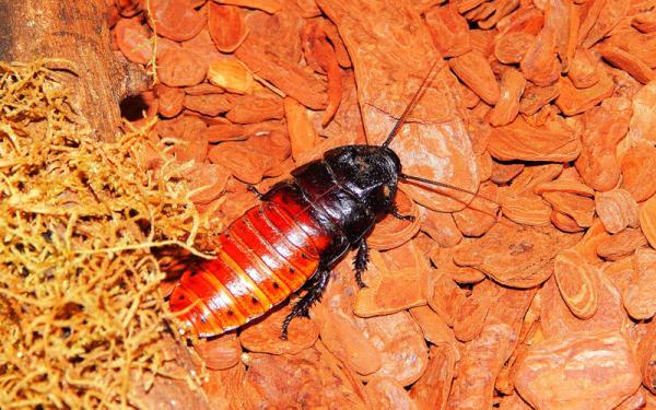 Cucaracha - Descripción y características de la cucaracha