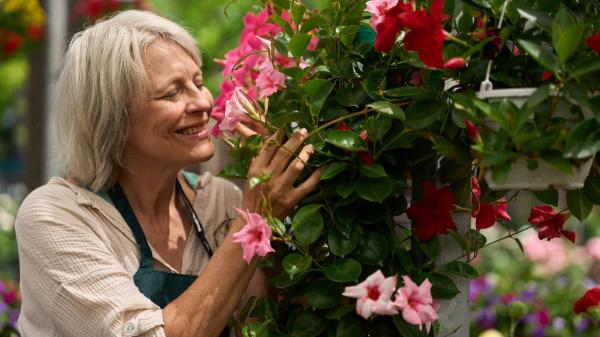 Ni buganvillas ni jazmines: la planta trepadora que llena de flores balcones y terrazas todo el verano sin apenas cuidados - La dipladenia, una opción más sencilla para balcones y terrazas
