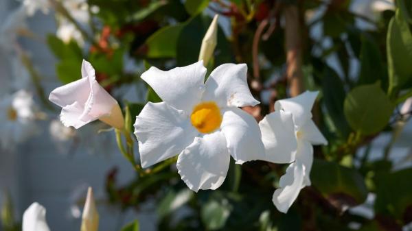 Ni buganvillas ni jazmines: la planta trepadora que llena de flores balcones y terrazas todo el verano sin apenas cuidados - Las características que hacen de la dipladenia una planta ideal para el verano