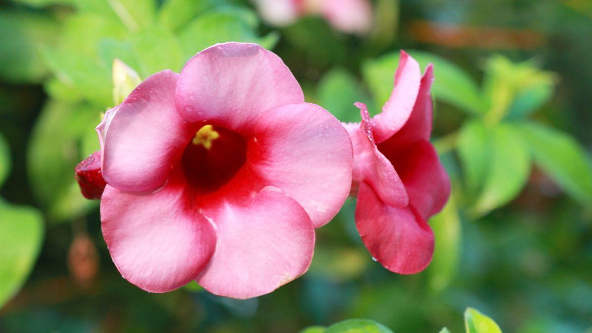 Ni buganvillas ni jazmines: la planta trepadora que llena de flores balcones y terrazas todo el verano sin apenas cuidados